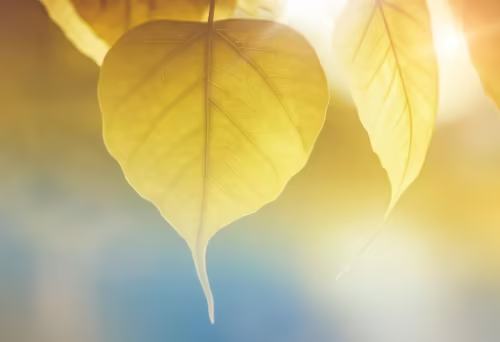 必备指南：如何降低AI率的终极策略与实战技巧